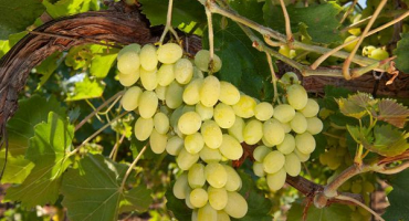 Co dělat s kyselými hrozny a jak zabránit poklesu cukru v bobulích?